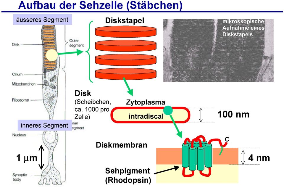 inneres Segment Disk (Scheibchen, ca.