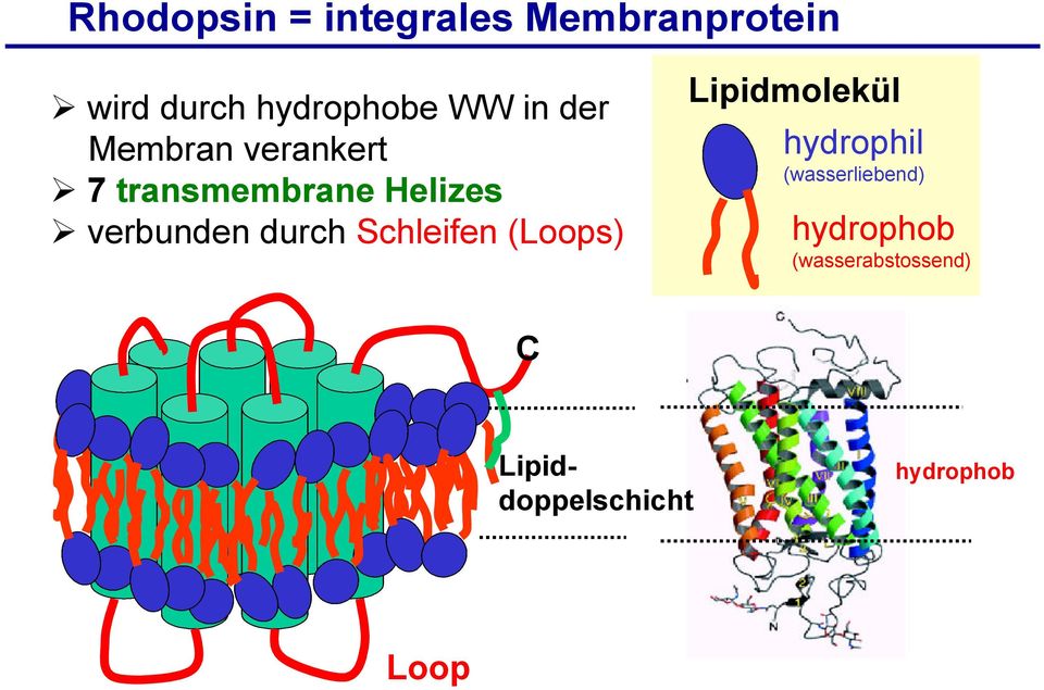 durch Schleifen (Loops) Lipidmolekül hydrophil (wasserliebend)