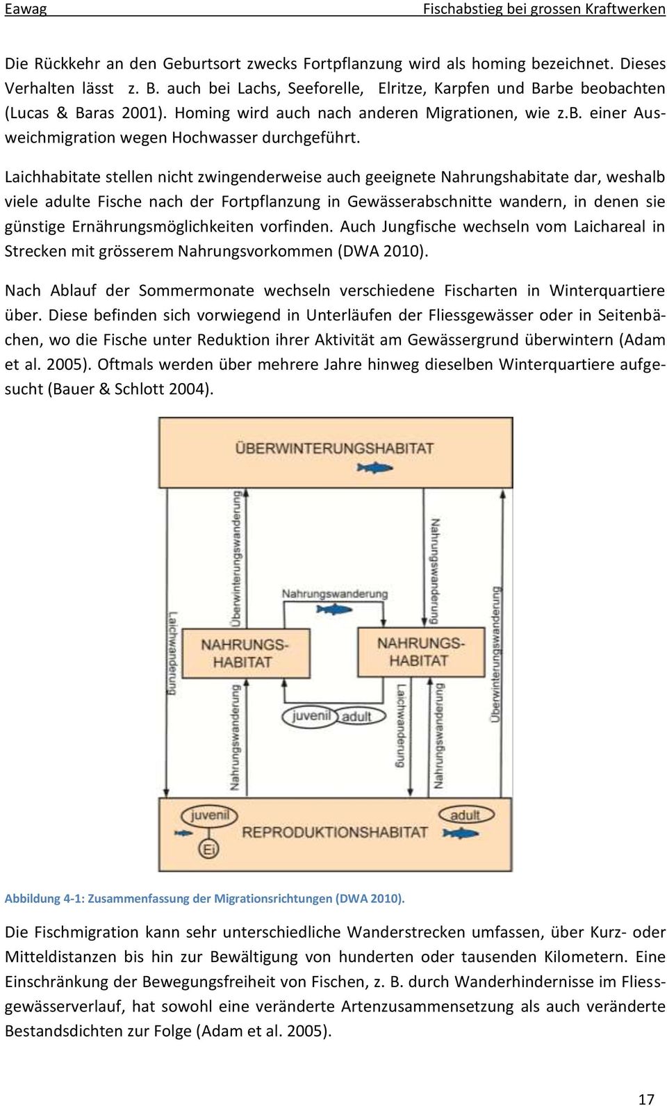 Laichhabitate stellen nicht zwingenderweise auch geeignete Nahrungshabitate dar, weshalb viele adulte Fische nach der Fortpflanzung in Gewässerabschnitte wandern, in denen sie günstige