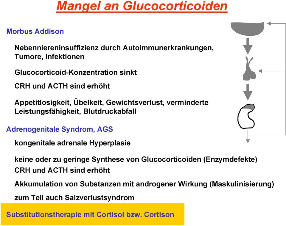Blutdruckabfall Adrenogenitale Syndrom, AGS kongenitale adrenale Hyperplasie keine oder zu geringe Synthese von Glucocorticoiden