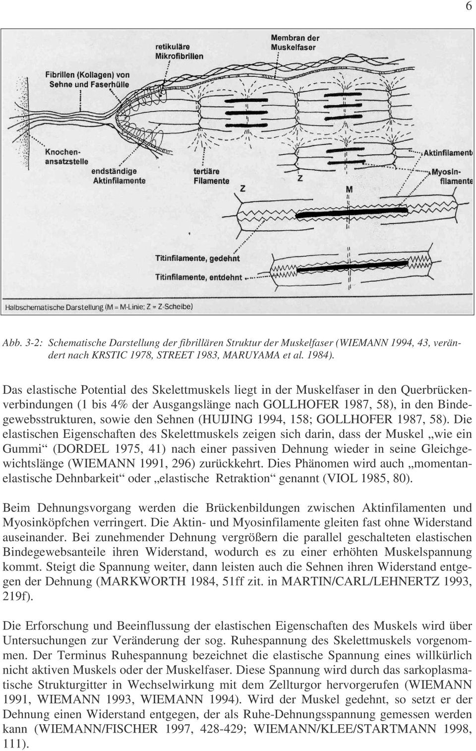 Sehnen (HUIJING 1994, 158; GOLLHOFER 1987, 58).