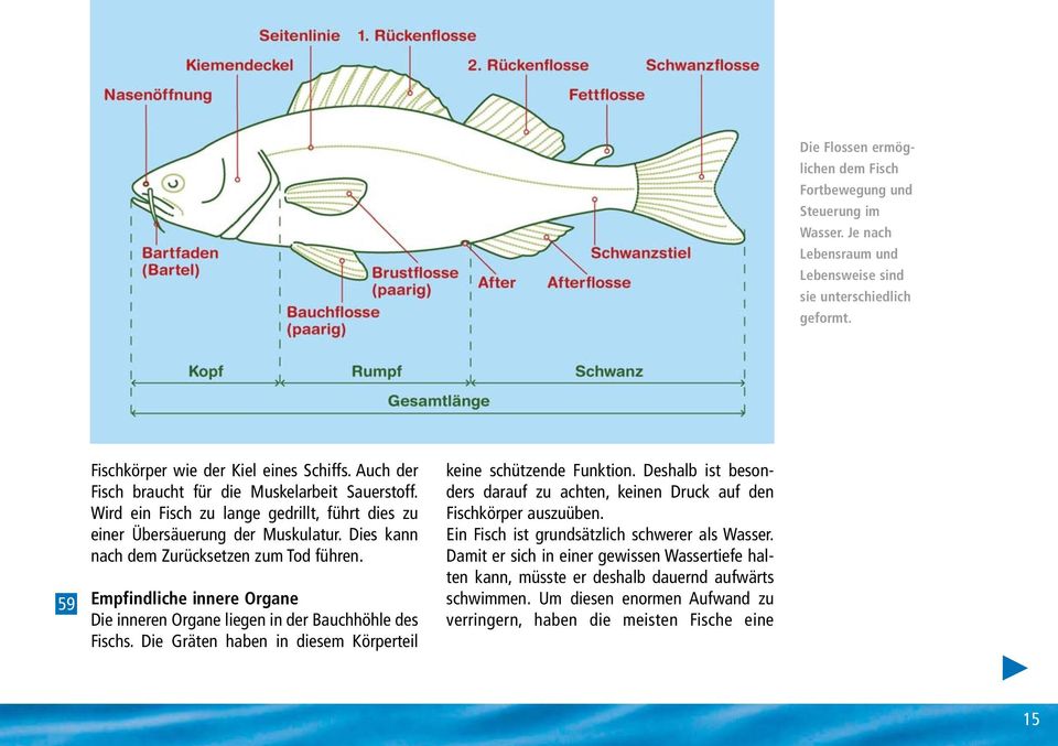 Empfindliche innere Organe Die inneren Organe liegen in der Bauchhöhle des Fischs. Die Gräten haben in diesem Körperteil keine schützende Funktion.