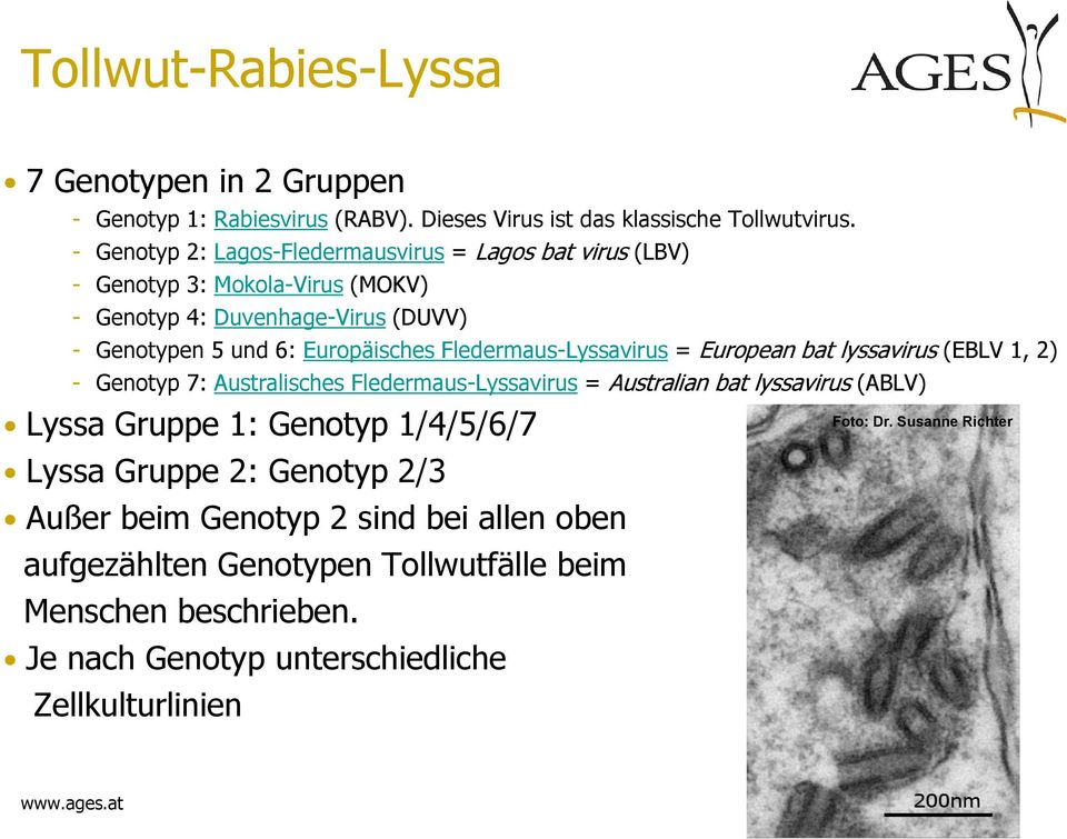 Fledermaus-Lyssavirus = European bat lyssavirus (EBLV 1, 2) - Genotyp 7: Australisches Fledermaus-Lyssavirus = Australian bat lyssavirus (ABLV) Lyssa Gruppe 1: Genotyp