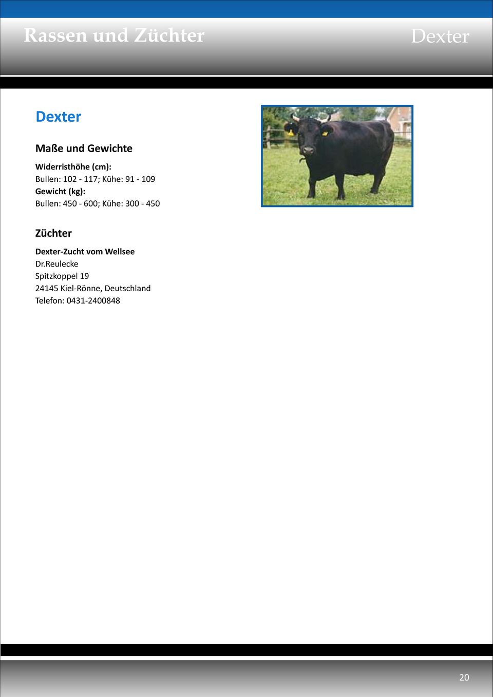 450-600; Kühe: 300-450 Züchter Dexter-Zucht vom Wellsee Dr.
