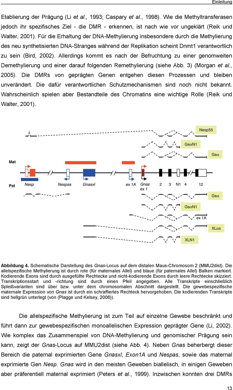 Für die Erhaltung der DNA-Methylierung insbesondere durch die Methylierung des neu synthetisierten DNA-Stranges während der Replikation scheint Dnmt1 verantwortlich zu sein (Bird, 2002).