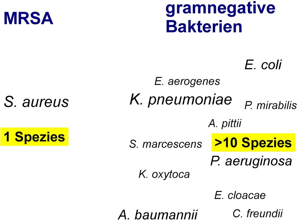 marcescens K. oxytoca A. pittii E. coli P.