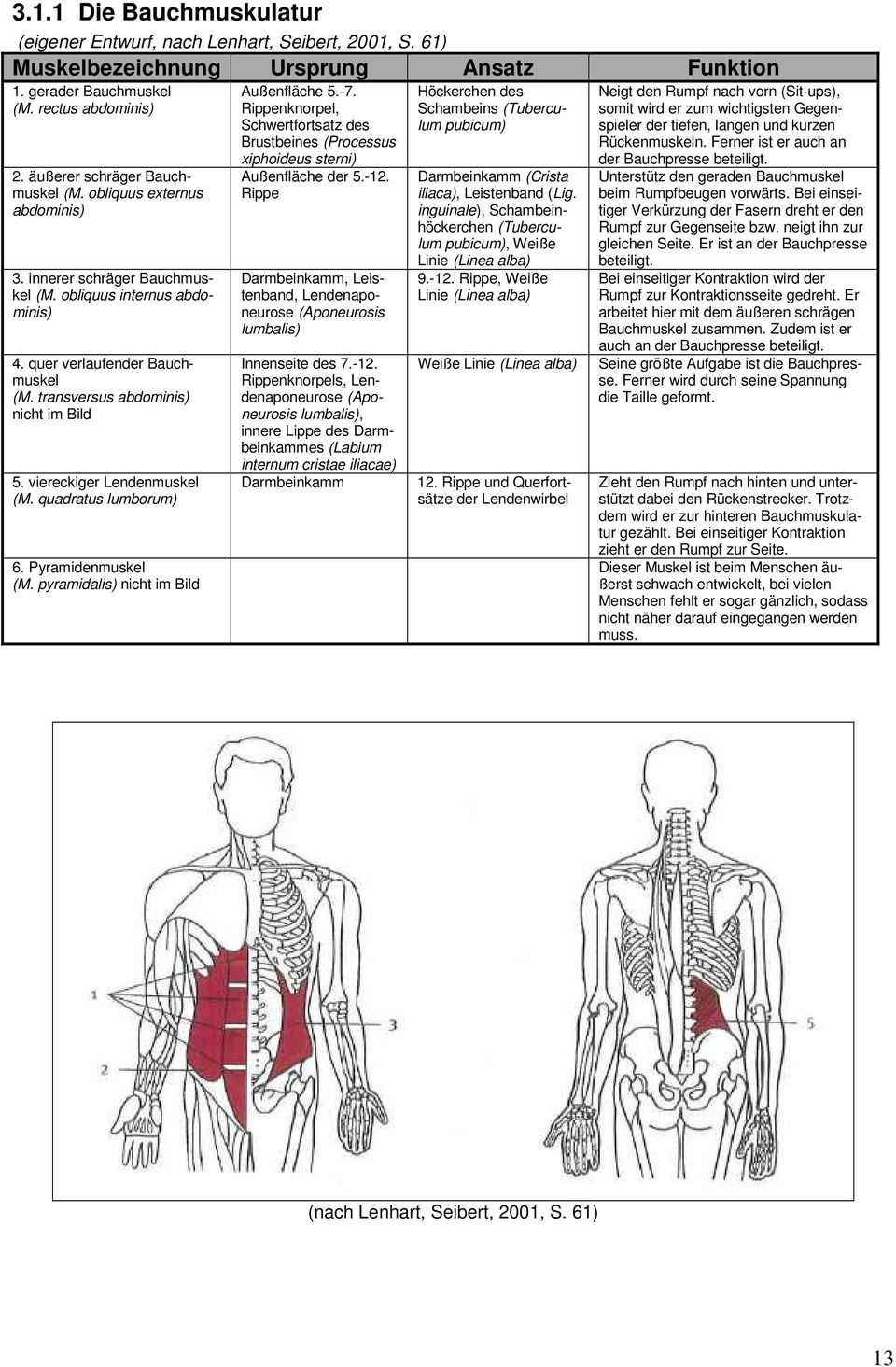 transversus abdominis) nicht im Bild 5. viereckiger Lendenmuskel (M. quadratus lumborum) 6. Pyramidenmuskel (M. pyramidalis) nicht im Bild Außenfläche 5.-7.