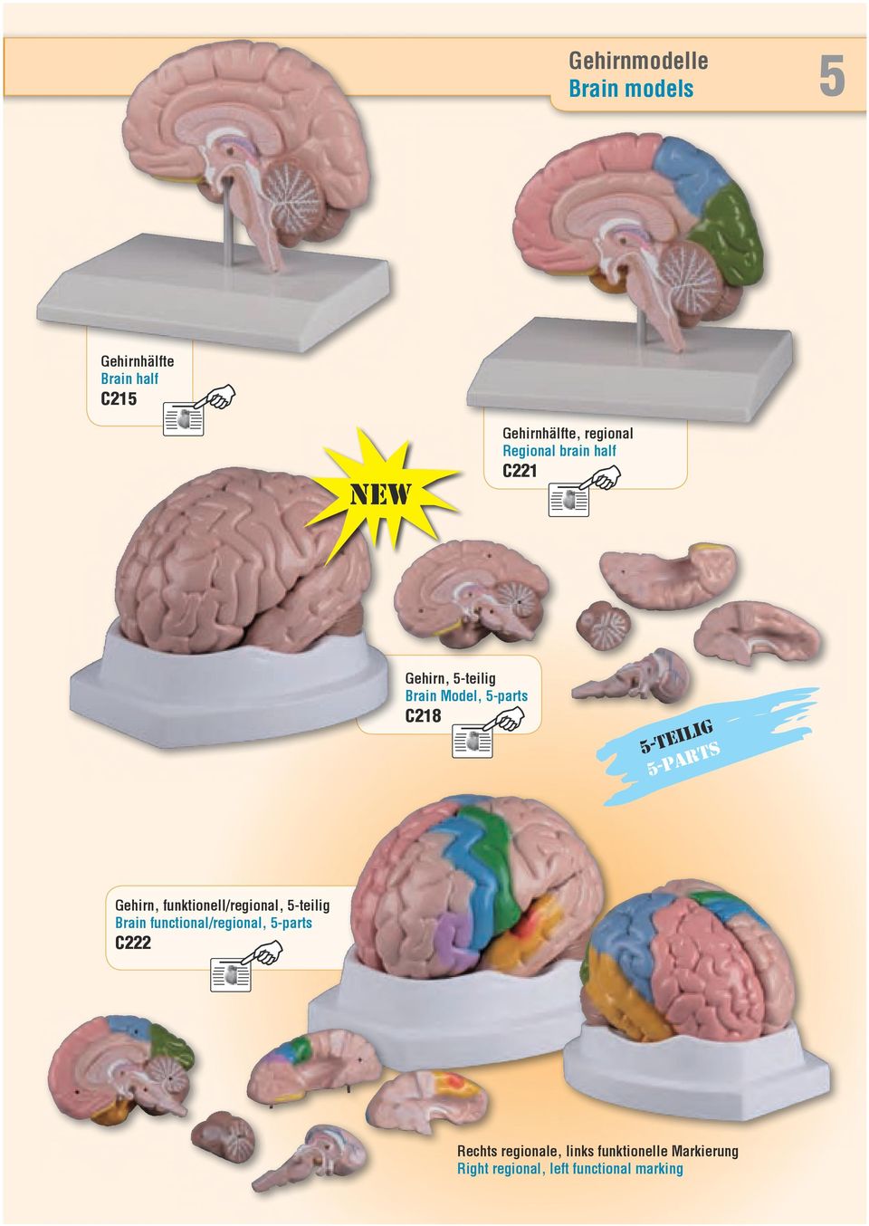 5-Teilig 5-parts Gehirn, funktionell/regional, 5-teilig Brain functional/regional,