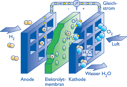 natürliche Brennstoffzellen : Zitteraal, Zitterwels.