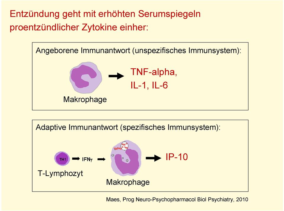 TNF-alpha, IL-1, IL-6 Adaptive Immunantwort (spezifisches Immunsystem):