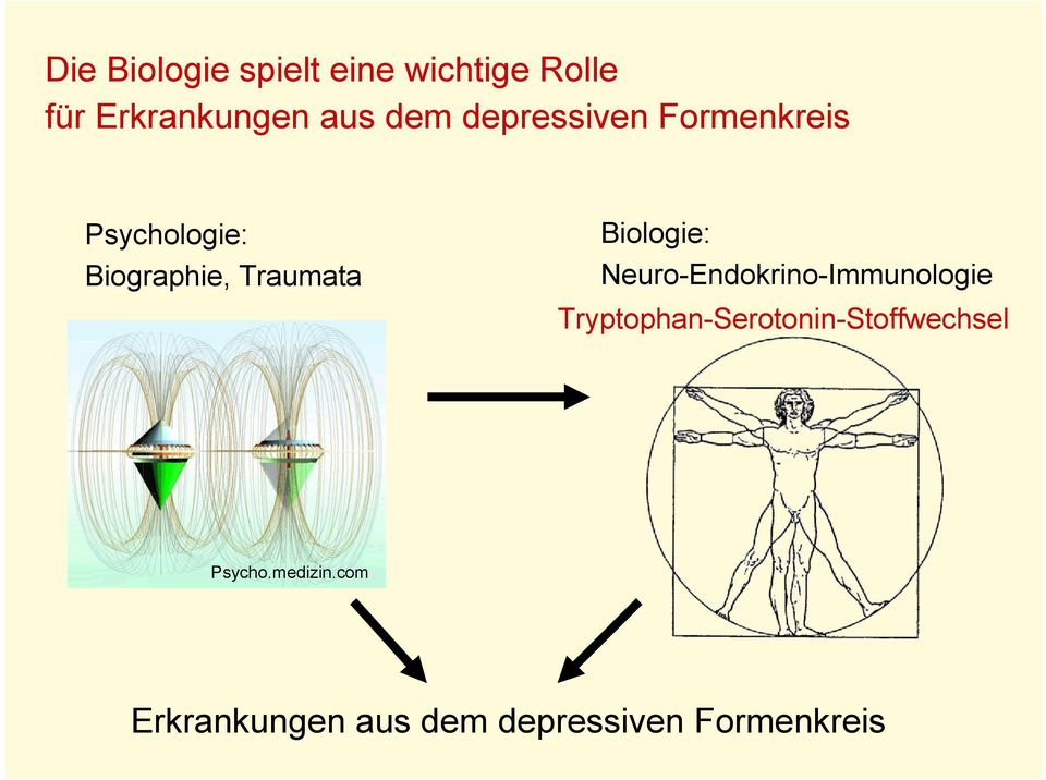 Biologie: Neuro-Endokrino-Immunologie -Serotonin-Stoffwechsel