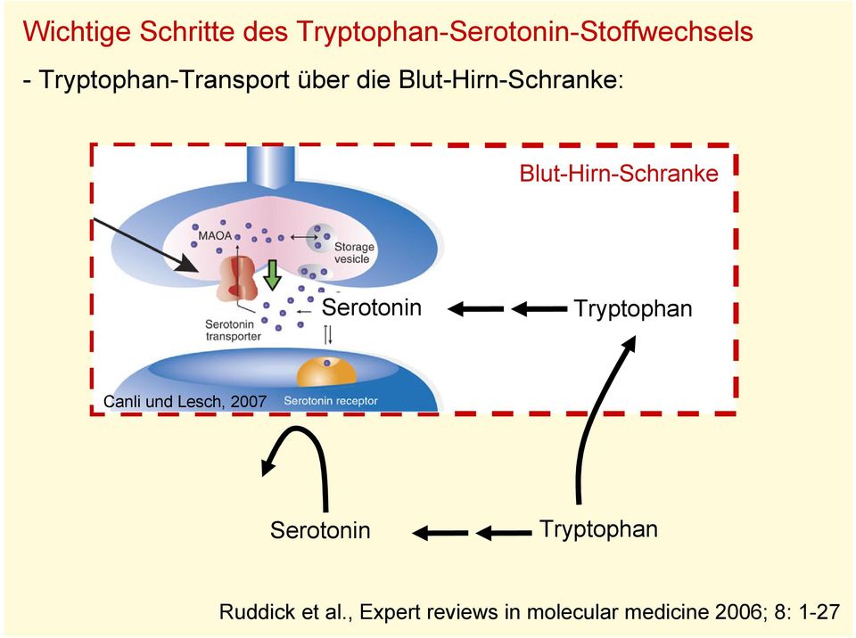 Blut-Hirn-Schranke Serotonin Canli und Lesch, 2007