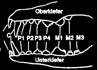 Mlare: hintere Backenzähne Schneidezähne Das Bild muss nicht bearbeitet werden!