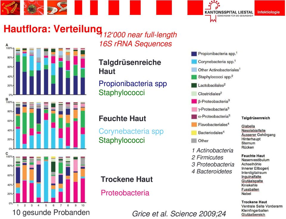 Corynebacteria spp Staphylococci Trockene Haut Proteobacteria 1