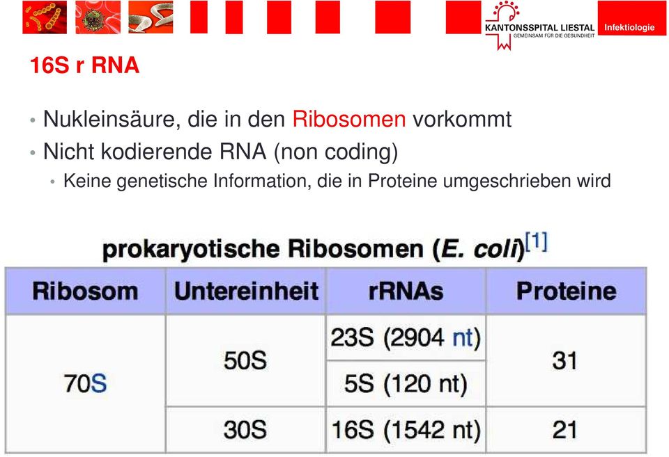 RNA (non coding) Keine genetische