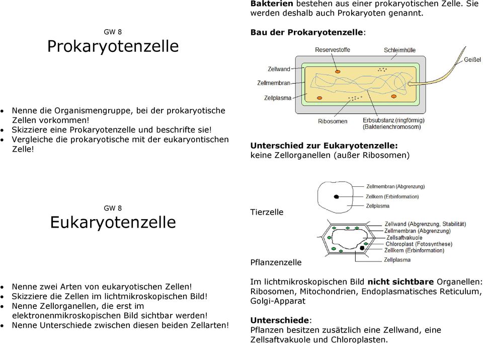 Vergleiche die prokaryotische mit der eukaryontischen Zelle!