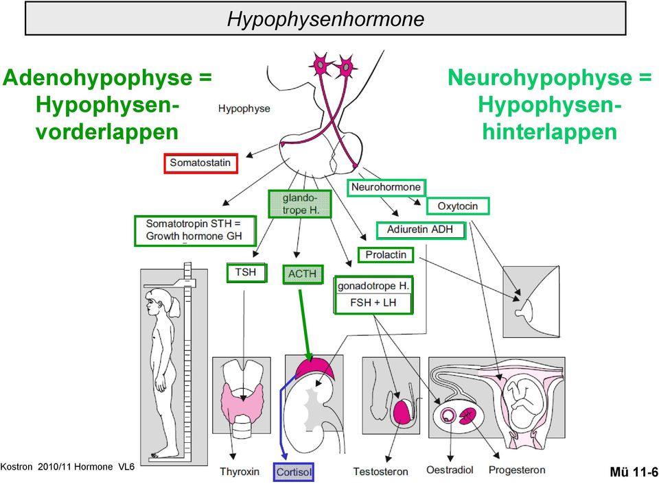 Hypophysenvorderlappen