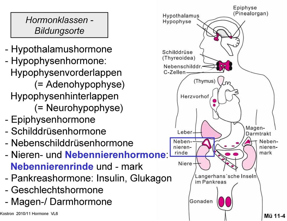 Epiphysenhormone - Schilddrüsenhormone - Nebenschilddrüsenhormone - Nieren- und