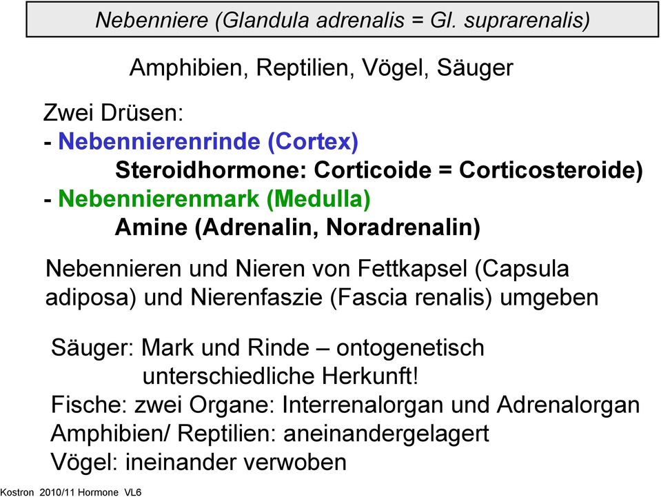 Corticosteroide) - Nebennierenmark (Medulla) Amine (Adrenalin, Noradrenalin) Nebennieren und Nieren von Fettkapsel (Capsula