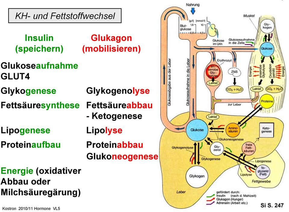 Fettsäuresynthese Fettsäureabbau - Ketogenese Energie (oxidativer Abbau oder