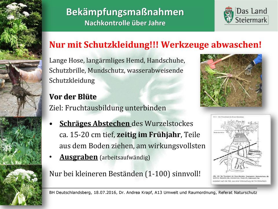 Blüte Ziel: Fruchtausbildung unterbinden Schräges Abstechen des Wurzelstockes ca.