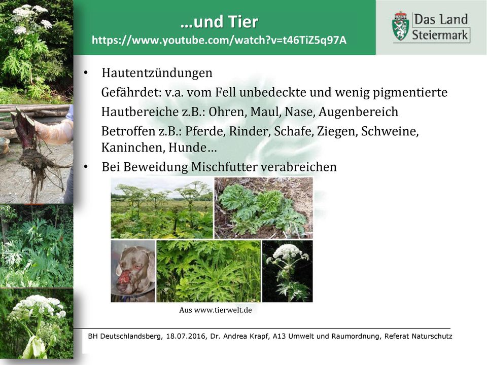 tierwelt.de BH BH Deutschlandsberg, 18.07.2016, Dr.