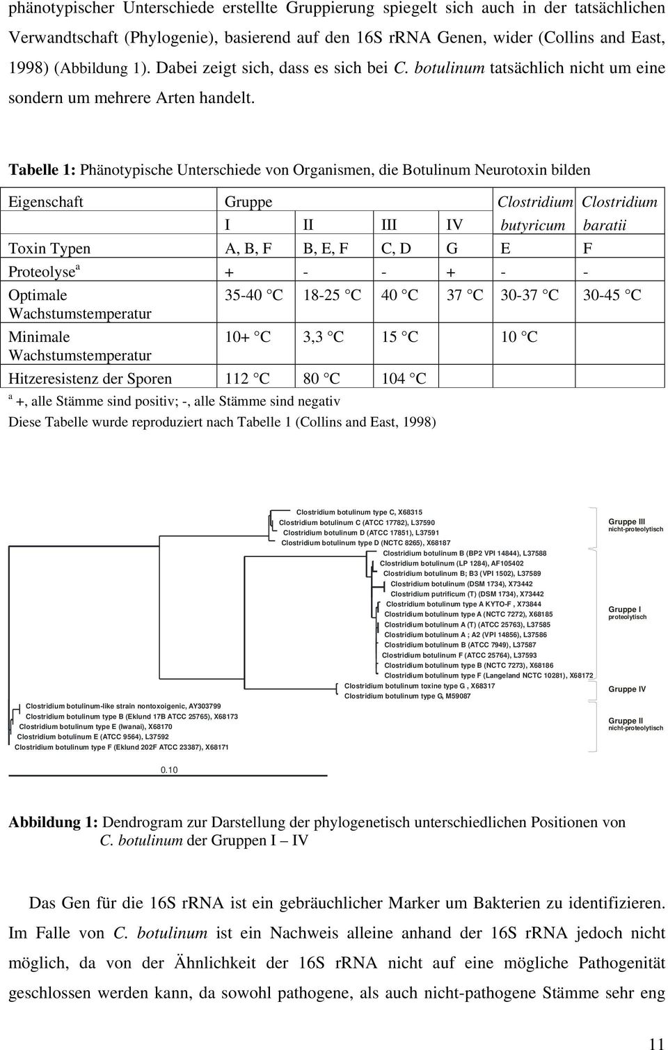 Tabelle 1: Phänotypische Unterschiede von Organismen, die Botulinum Neurotoxin bilden Eigenschaft Gruppe Clostridium Clostridium I II III IV butyricum baratii Toxin Typen A, B, F B, E, F C, D G E F