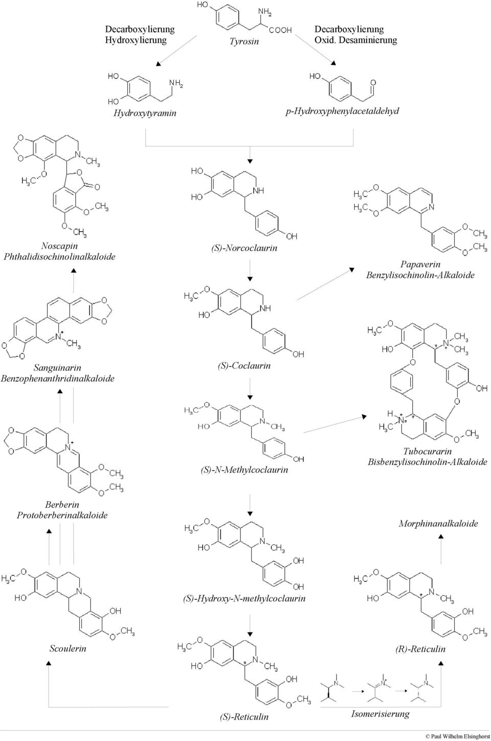 Papaverin Benzylisochinolin-Alkaloide Sanguinarin Benzophenanthridinalkaloide (S)-Coclaurin (S)-N-Methylcoclaurin