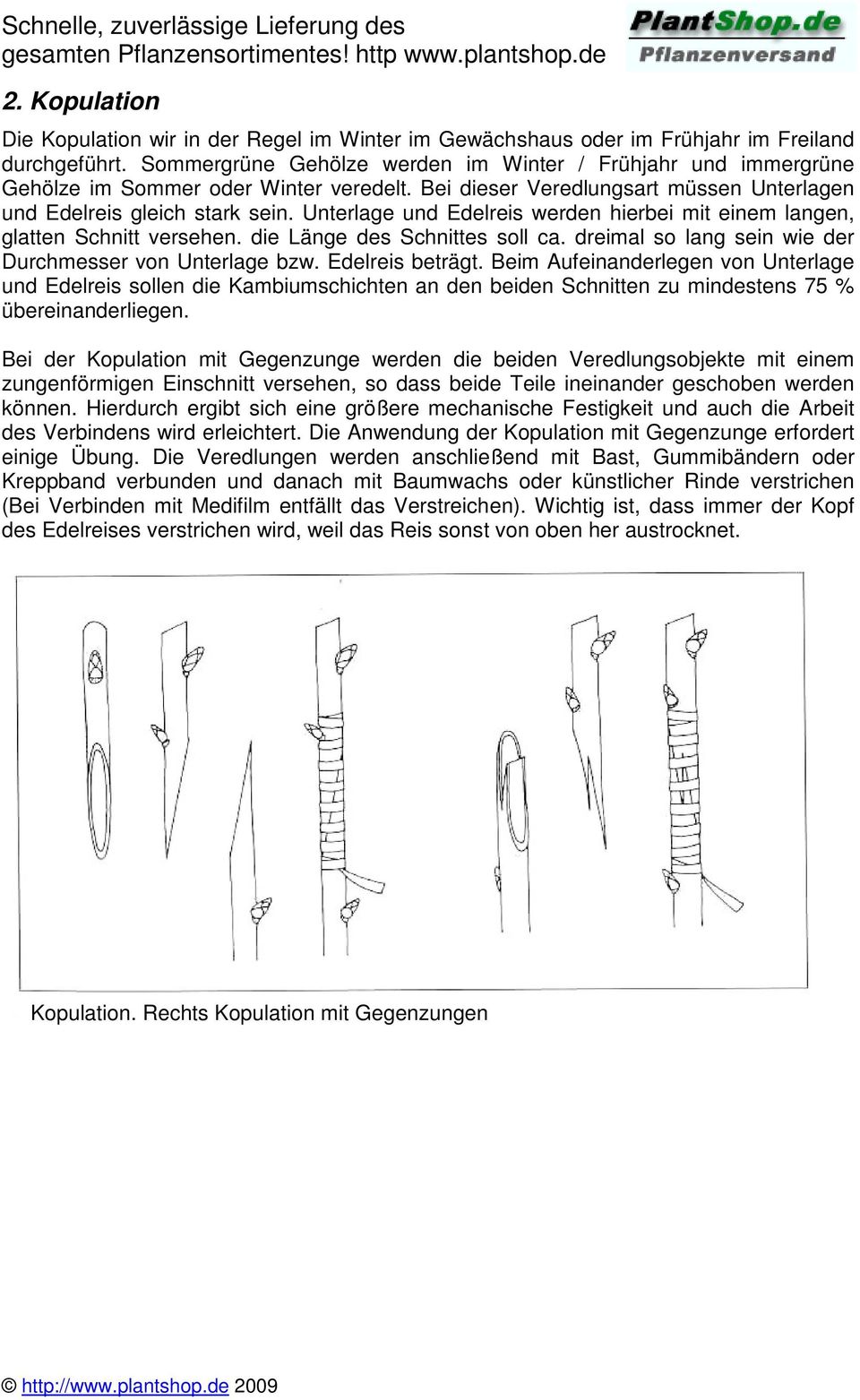 Unterlage und Edelreis werden hierbei mit einem langen, glatten Schnitt versehen. die Länge des Schnittes soll ca. dreimal so lang sein wie der Durchmesser von Unterlage bzw. Edelreis beträgt.