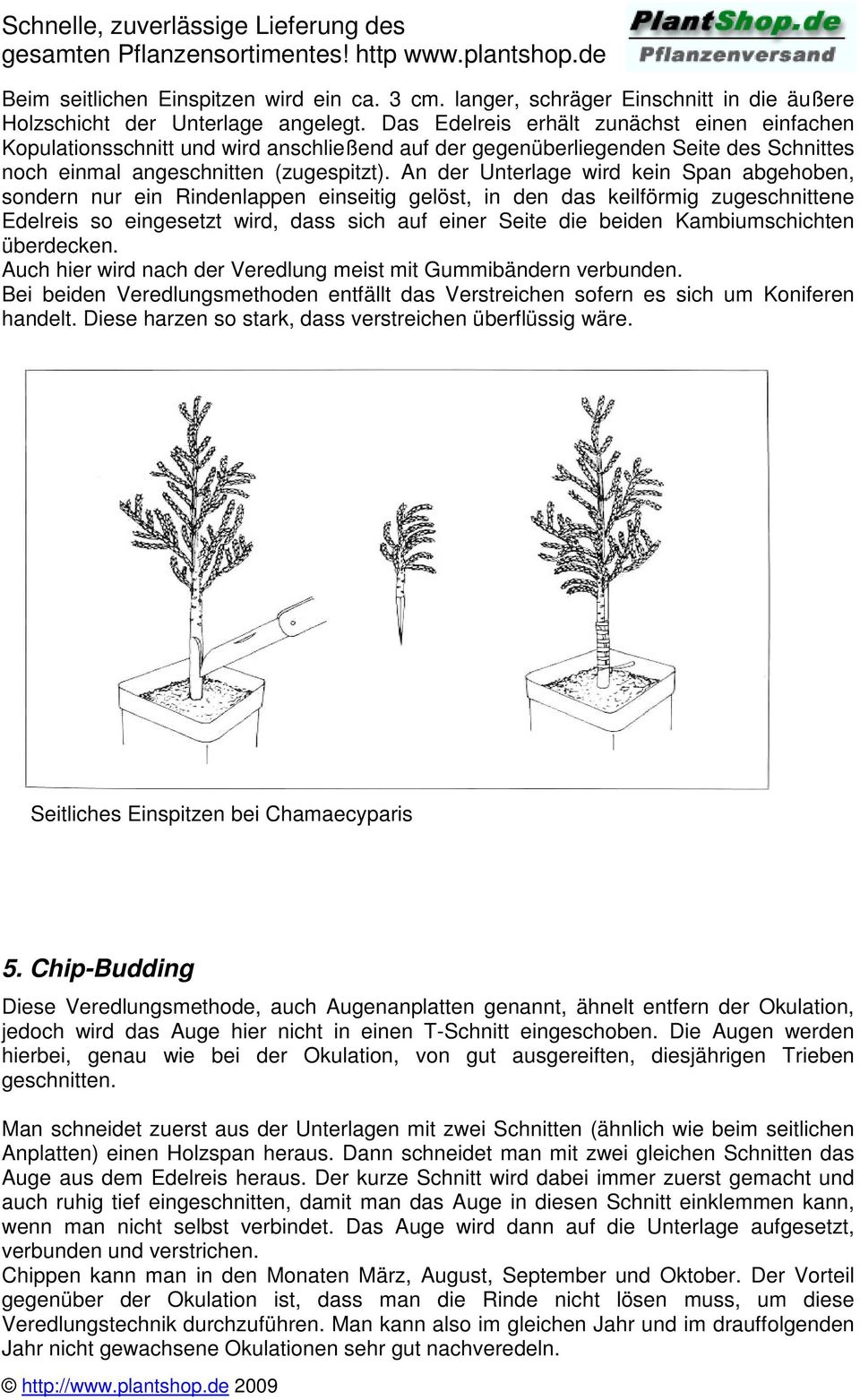 An der Unterlage wird kein Span abgehoben, sondern nur ein Rindenlappen einseitig gelöst, in den das keilförmig zugeschnittene Edelreis so eingesetzt wird, dass sich auf einer Seite die beiden