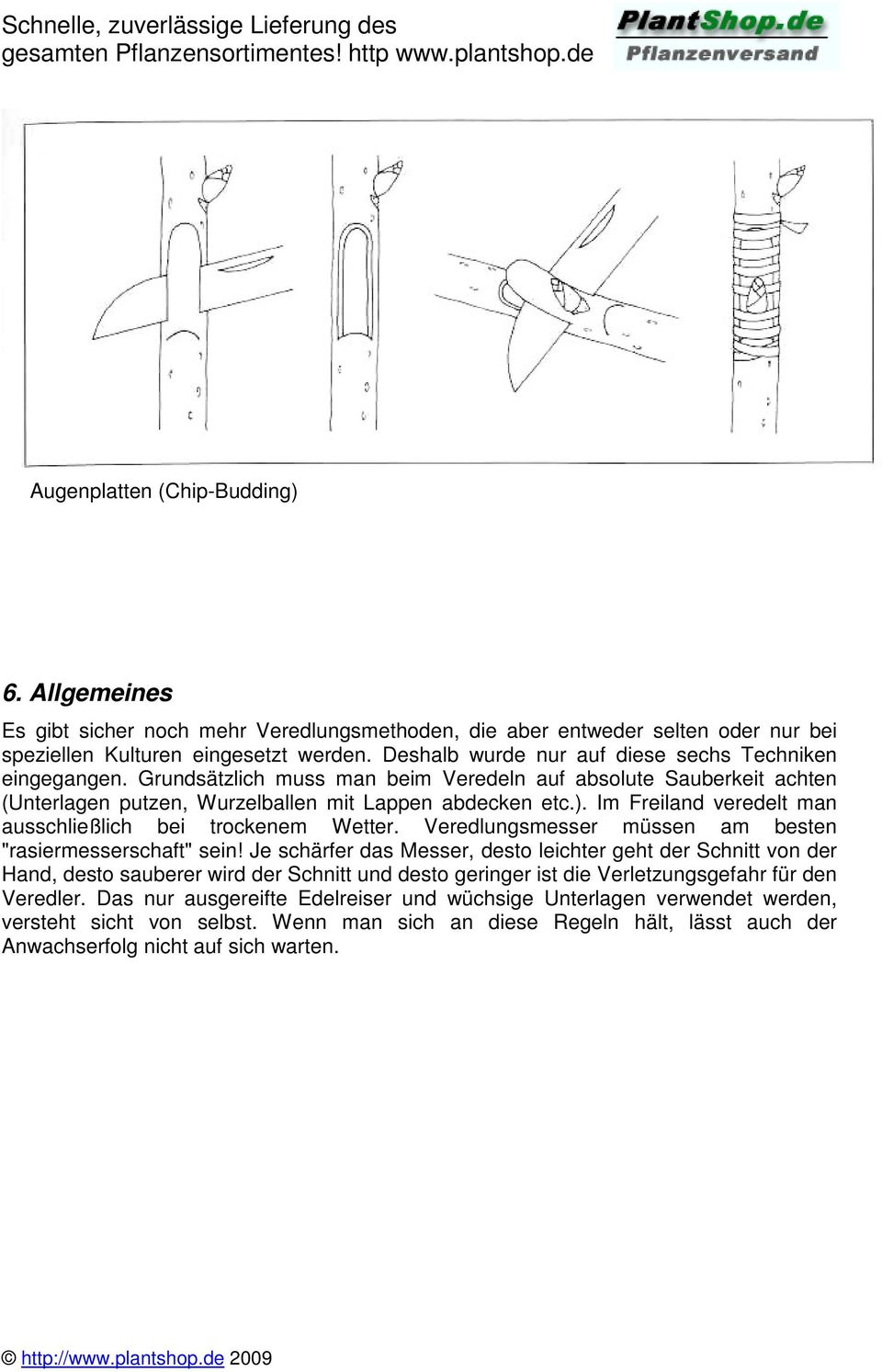 Im Freiland veredelt man ausschließlich bei trockenem Wetter. Veredlungsmesser müssen am besten "rasiermesserschaft" sein!