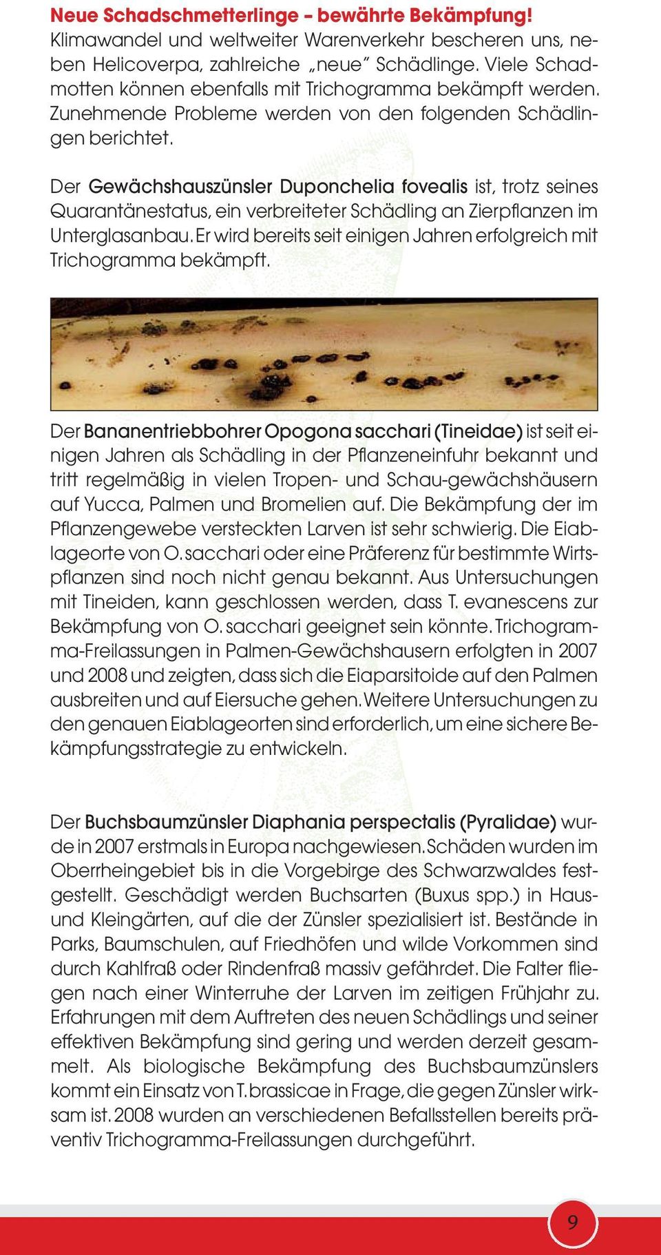 Der Gewächshauszünsler Duponchelia fovealis ist, trotz seines Quarantänestatus, ein verbreiteter Schädling an Zierpflanzen im Unterglasanbau.
