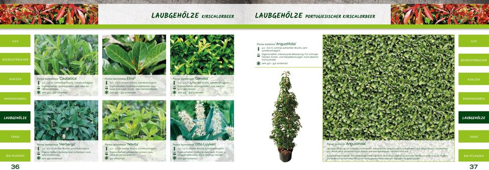 sehr gut - Prunus laurocerasus Caucasica 3,0-4,0 m, aufrechter Wuchs, schnittverträglich Eigenschaften: dunkelgrünes Laub, ideal als Heckenpflanze sehr gut - Prunus laurocerasus Etna 2,0-2,5 m,