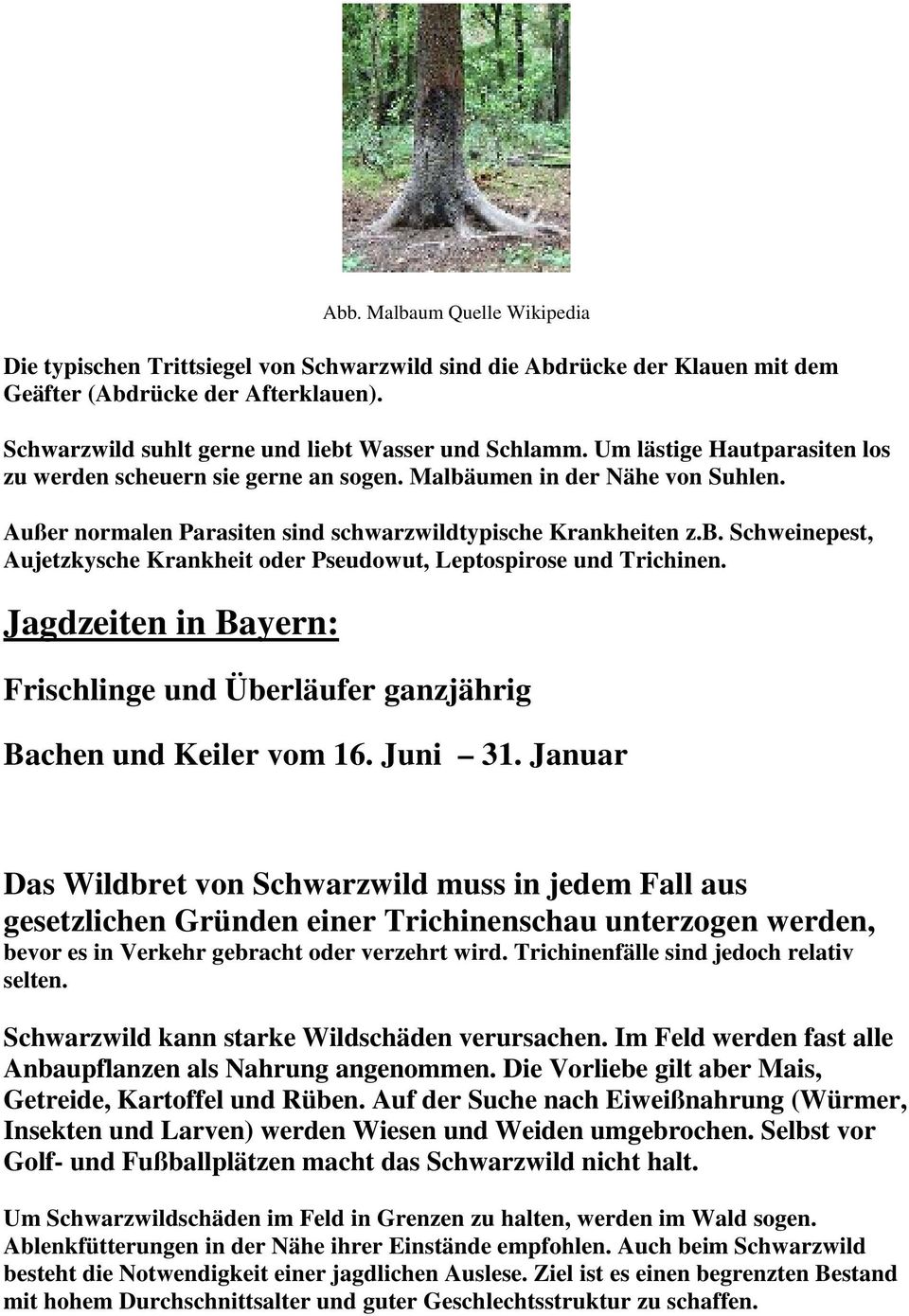 Jagdzeiten in Bayern: Frischlinge und Überläufer ganzjährig Bachen und Keiler vom 16. Juni 31.