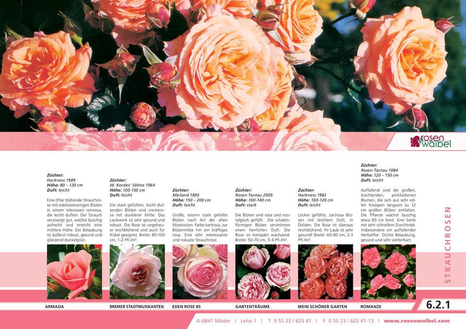 Das Laubwerk ist sehr gesund und robust. Die Rose ist ungeheuer reichblühend und auch für Kübel geeignet. Breite: 80-100 cm, 1-2 Pfl./m².