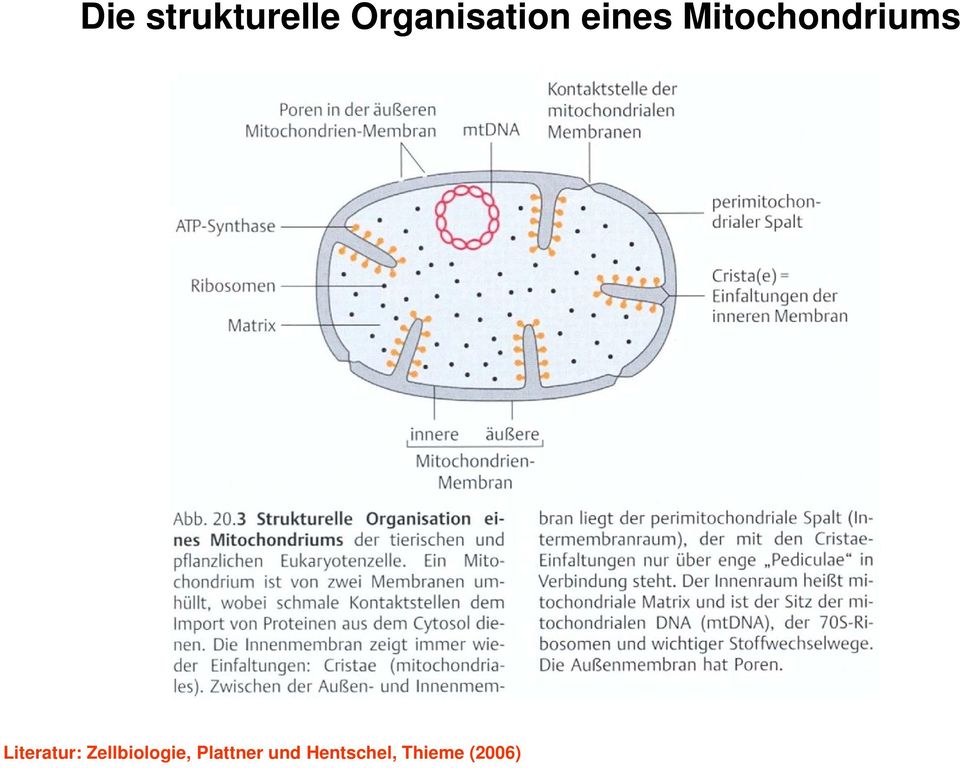Mitochondriums Literatur:
