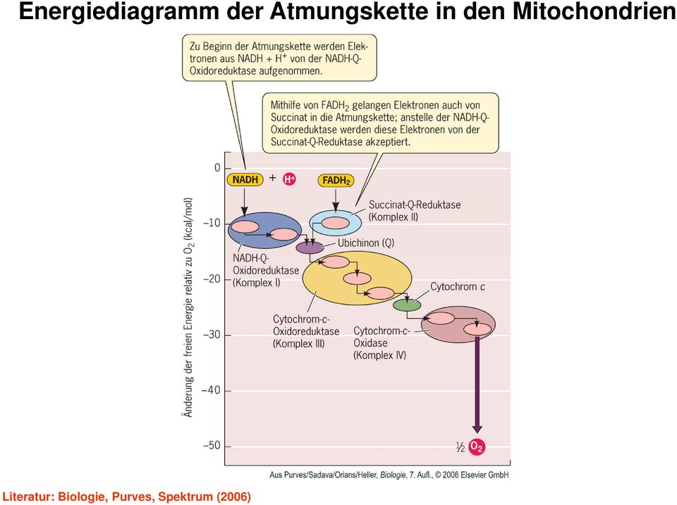 Mitochondrien Literatur:
