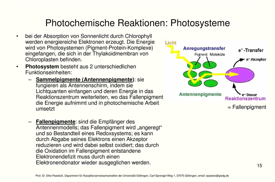 Photosystem besteht aus 2 unterschiedlichen Funktionseinheiten: Sammelpigmente (Antennenpigmente): sie fungieren als Antennenschirm, indem sie Lichtquanten einfangen und deren Energie in das