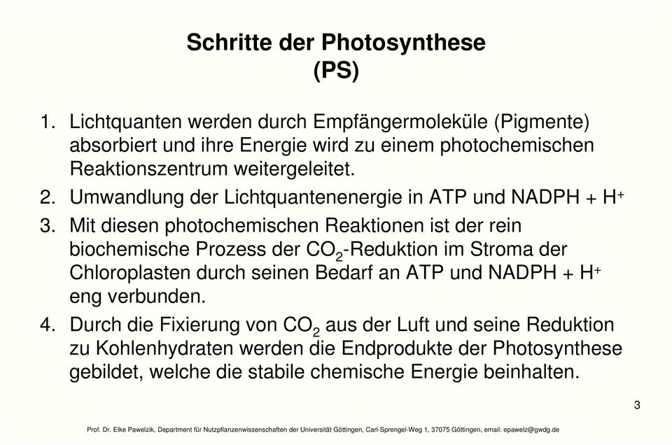 Umwandlung der Lichtquantenenergie in ATP und NADP + + 3.