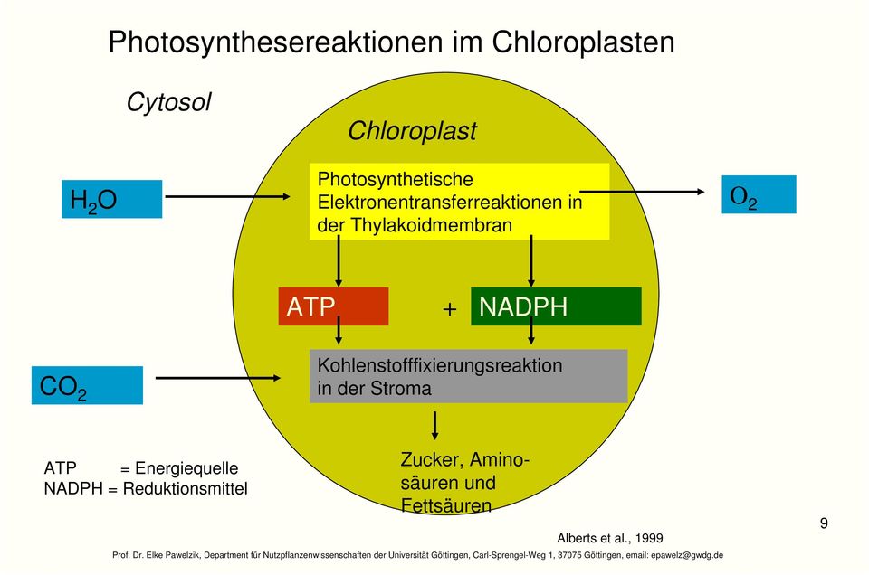 ATP + NADP 2 Kohlenstofffixierungsreaktion in der Stroma ATP =