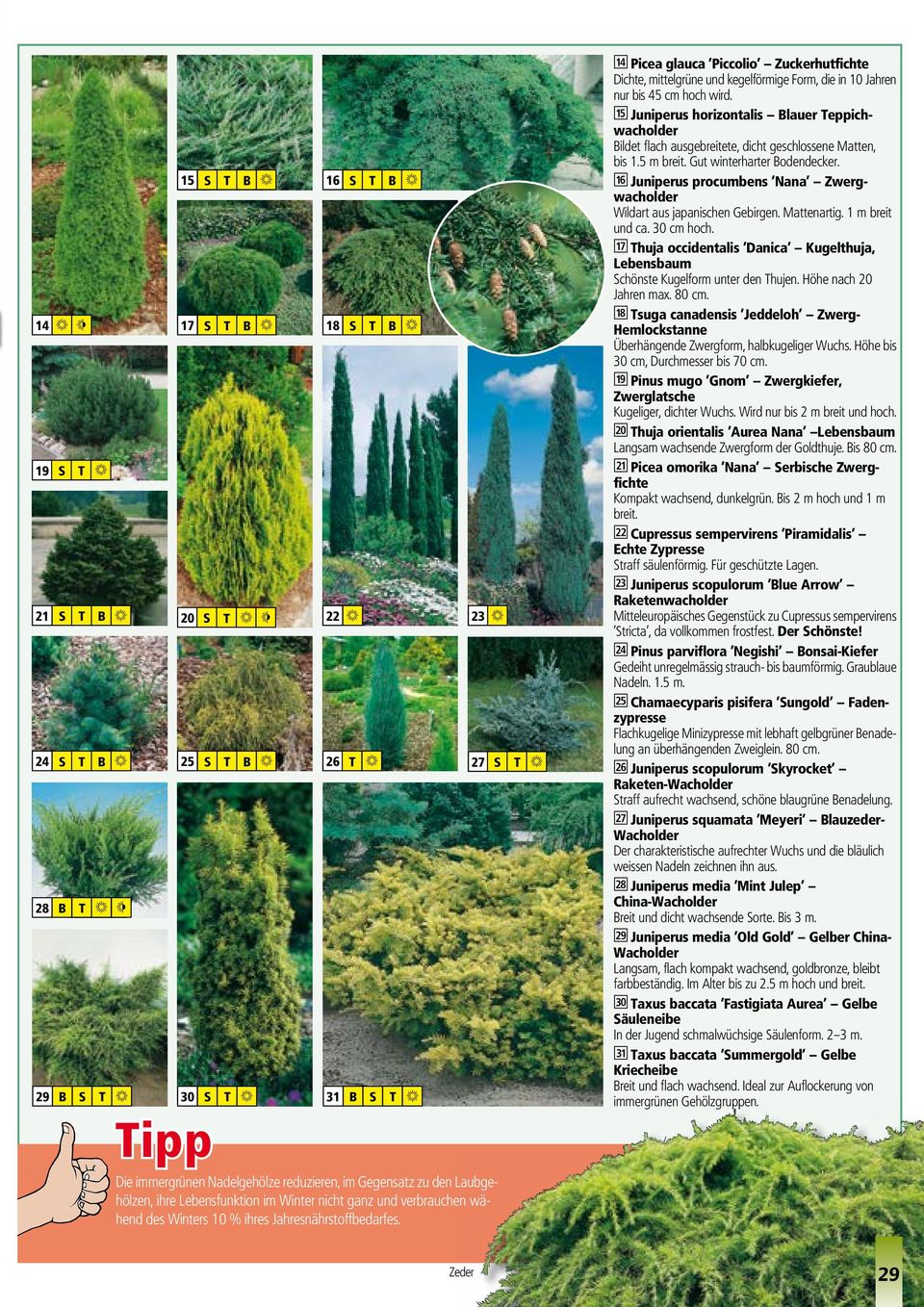 O Picea glauca Piccolio Zuckerhutfichte Dichte, mittelgrüne und kegelförmige Form, die in 10 Jahren nur bis 45 cm hoch wird.