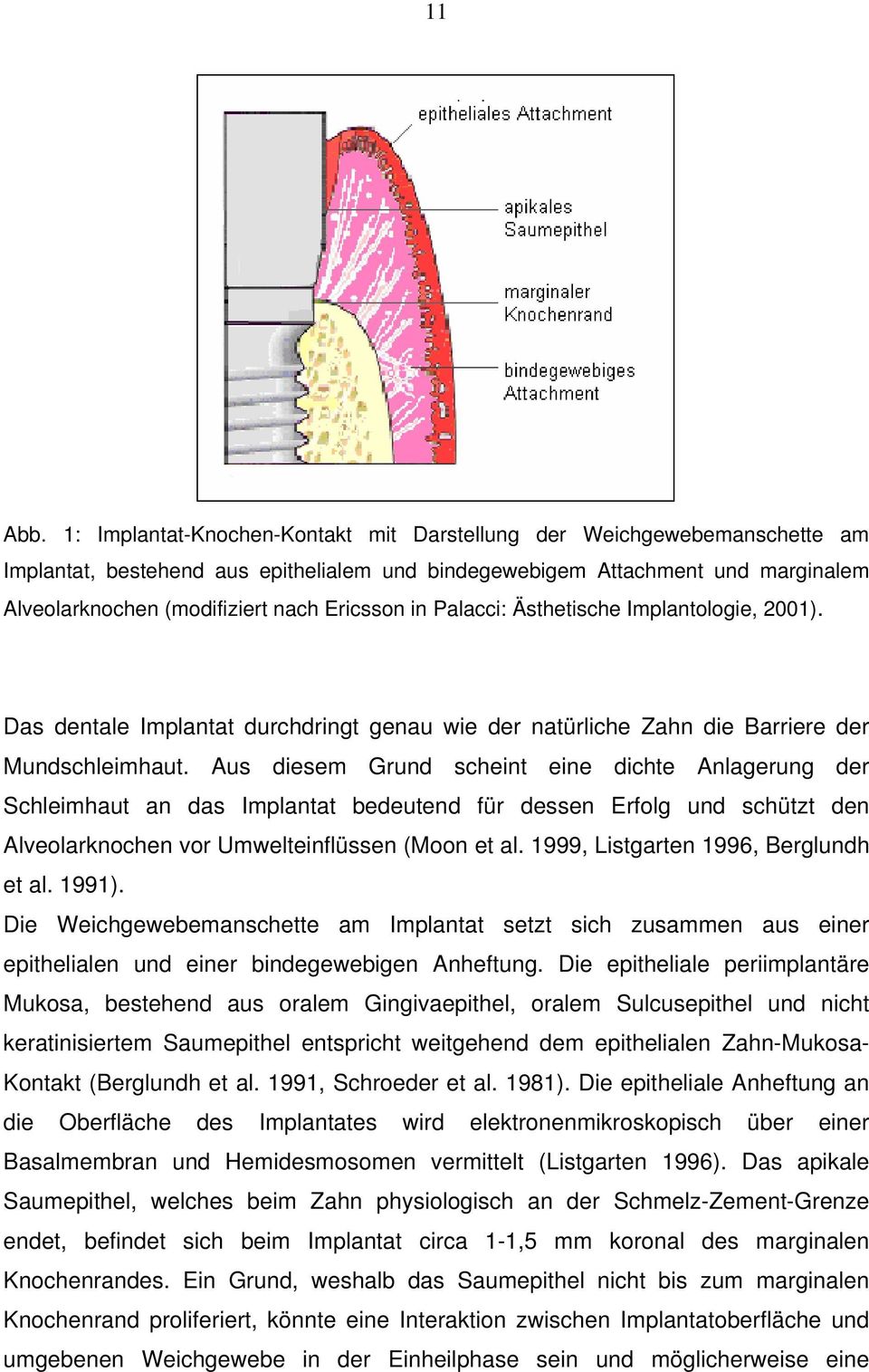 in Palacci: Ästhetische Implantologie, 2001). Das dentale Implantat durchdringt genau wie der natürliche Zahn die Barriere der Mundschleimhaut.