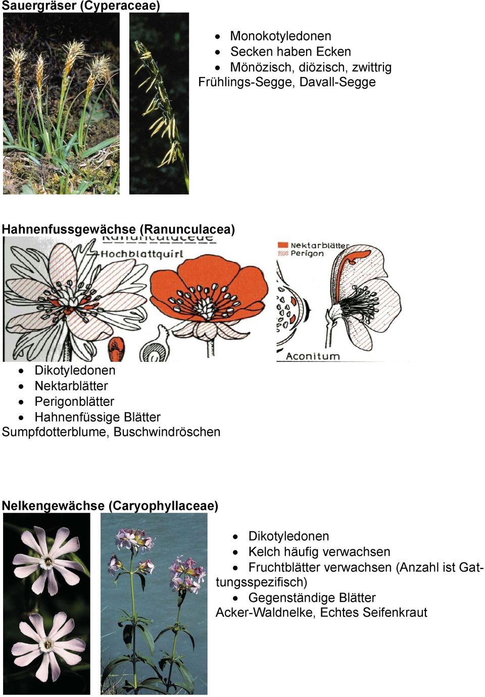 Blätter Sumpfdotterblume, Buschwindröschen Nelkengewächse (Caryophyllaceae) Dikotyledonen Kelch häufig