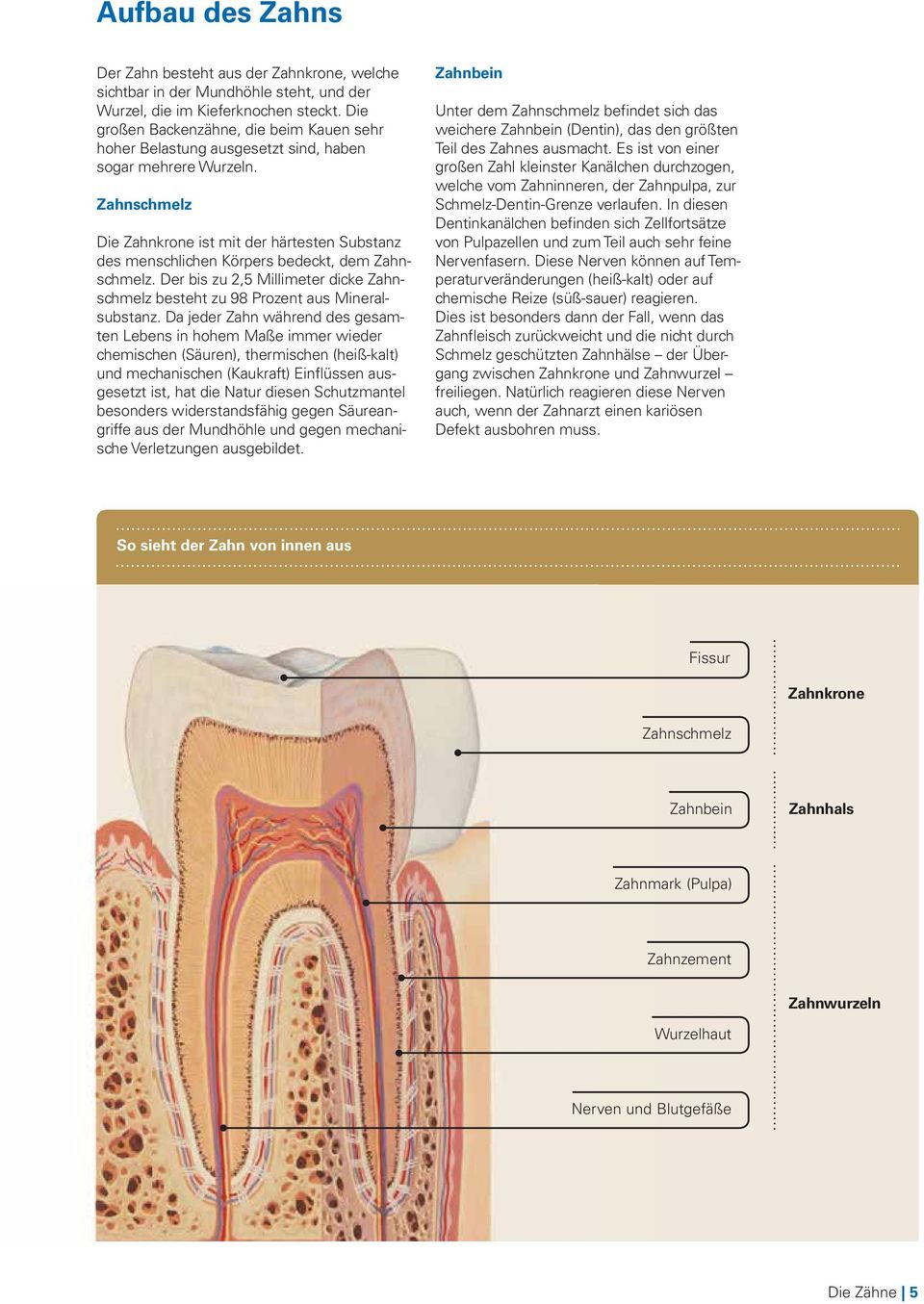 Zahnschmelz Die Zahnkrone ist mit der härtesten Substanz des menschlichen Körpers bedeckt, dem Zahn- schmelz. Der bis zu 2,5 Millimeter dicke Zahnschmelz besteht zu 98 Prozent aus Mineralsubstanz.