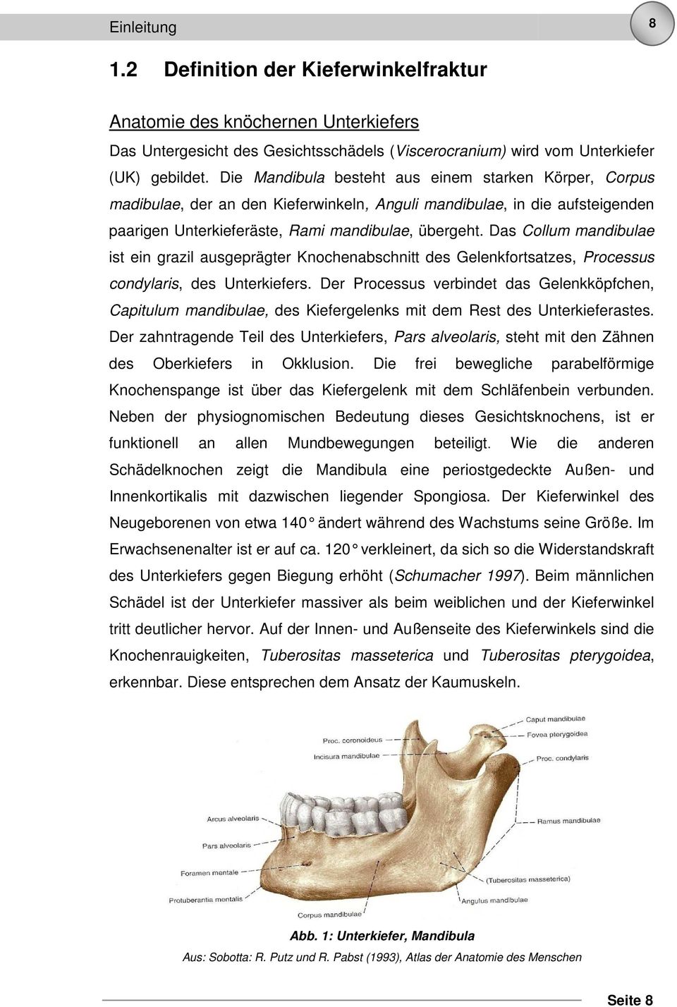 Das Collum mandibulae ist ein grazil ausgeprägter Knochenabschnitt des Gelenkfortsatzes, Processus condylaris, des Unterkiefers.