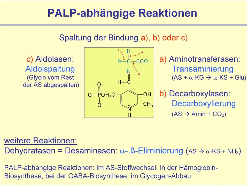 Decarboxylierung (AS Amin + CO 2 ) weitere Reaktionen: Dehydratasen = Desaminasen: α-,ß-eliminierung (AS α-ks +
