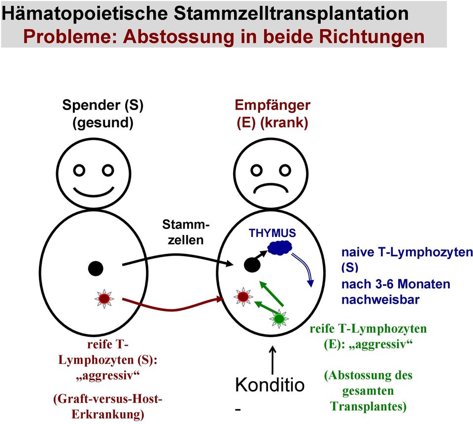 Erkrankung) Stammzellen THYMUS Konditio - naive T-Lymphozyten (S) (tolerant nach 3-6 E