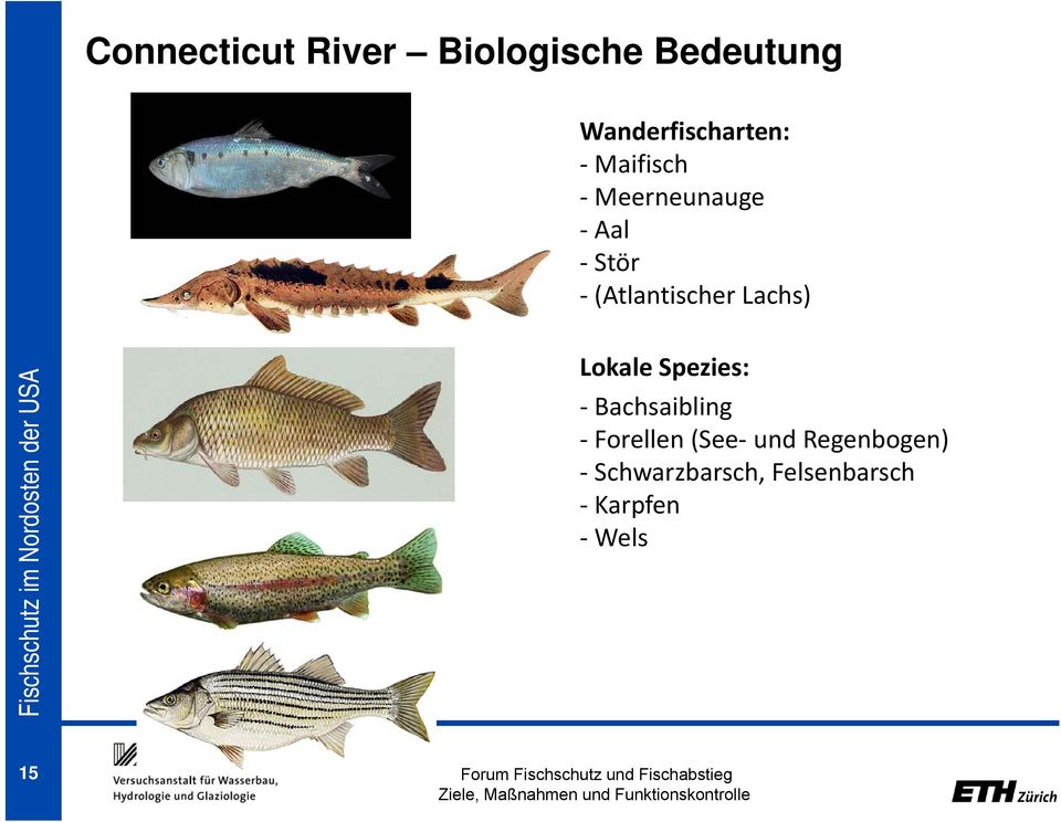 Fischschutz im Nordosten der USA Lokale Spezies: Bachsaibling