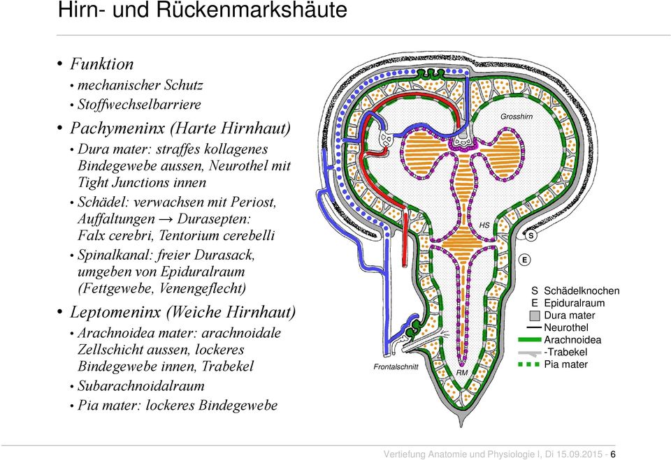 (Fettgewebe, Venengeflecht) Leptomeninx (Weiche Hirnhaut) Arachnoidea mater: arachnoidale Zellschicht aussen, lockeres Bindegewebe innen, Trabekel Subarachnoidalraum Pia