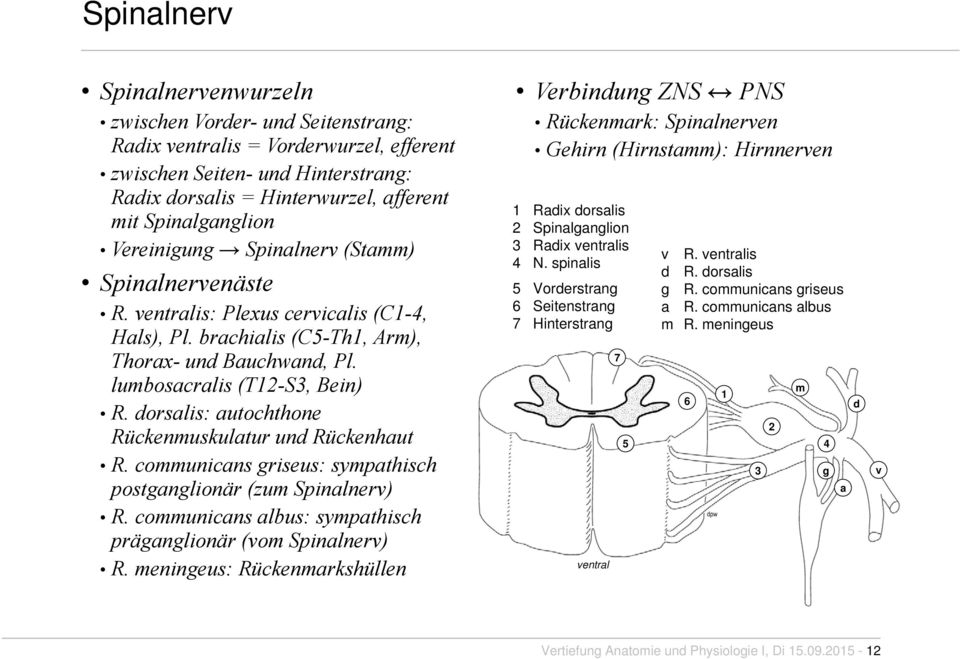 dorsalis: autochthone Rückenmuskulatur und Rückenhaut R. communicans griseus: sympathisch postganglionär (zum Spinalnerv) R. communicans albus: sympathisch präganglionär (vom Spinalnerv) R.